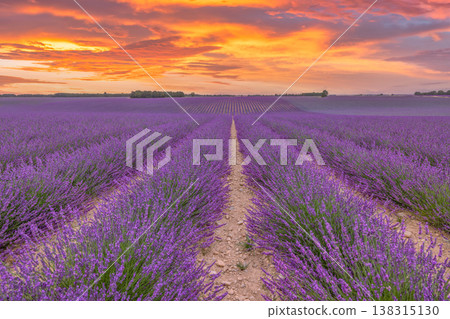 Outstanding summer nature landscape with blooming lavender flowers and magical sky clouds, scenic outdoor background banner Outstanding summer nature landscape with blooming lavender flowers and magical sky clouds, scenic outdoor background banner 138315130