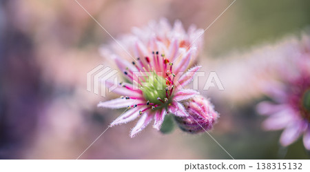 Tropical pink and white spike flowers top view with sunny blur, lush foliage, artistic floral background 138315132