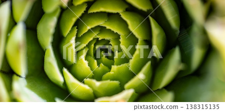 Green aloe plant top view panoramic wallpaper, peaceful nature macro, fresh holistic health and natural medicine background 138315135