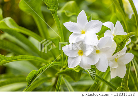 Plumeria tropical floral garden with exotic frangipani flowers, lush greenery, vibrant summer nature background Plumeria tropical floral garden with exotic frangipani flowers, lush greenery, vibrant summer nature background 138315158