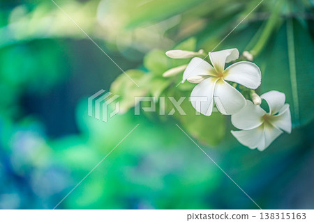 Serene sunrise over plumeria flowers with pastel green and blue foliage, tropical garden nature background Serene sunrise over plumeria flowers with pastel green and blue foliage, tropical garden nature background 138315163