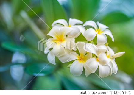 Serene sunrise over plumeria flowers with pastel green and blue foliage, tropical garden nature background 138315165