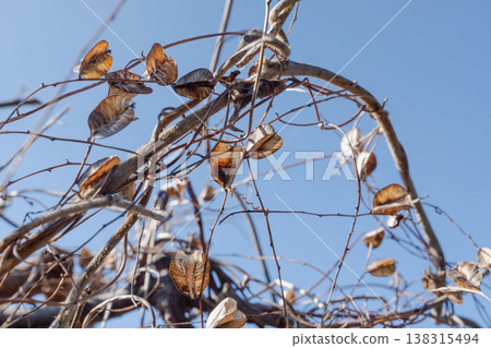 早春山莓(Dioscorea tokoro 01) 早春山莓(Dioscorea tokoro 01) 138315494