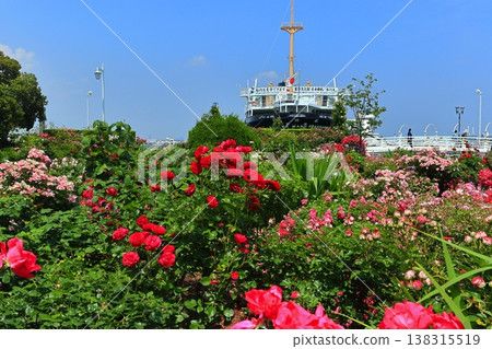 [Kanagawa Prefecture] Yamashita Park roses and Hikawamaru 138315519