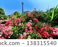 [Kanagawa Prefecture] Roses in Yamashita Park and Yokohama Marine Tower 138315540