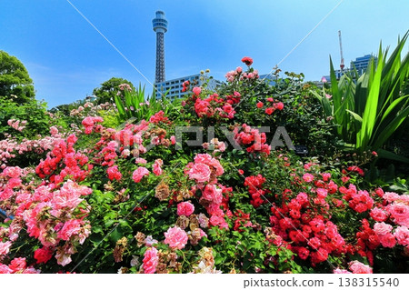 [Kanagawa Prefecture] Roses in Yamashita Park and Yokohama Marine Tower 138315540