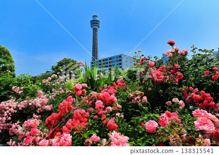 [神奈川縣]山下公園和橫濱海洋塔的玫瑰 138315541
