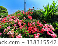 [Kanagawa Prefecture] Roses in Yamashita Park and Yokohama Marine Tower 138315542