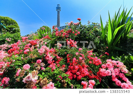 [Kanagawa Prefecture] Roses in Yamashita Park and Yokohama Marine Tower 138315543