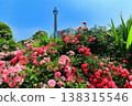[Kanagawa Prefecture] Roses in Yamashita Park and Yokohama Marine Tower 138315546