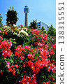 [Kanagawa Prefecture] Roses in Yamashita Park and Yokohama Marine Tower 138315551
