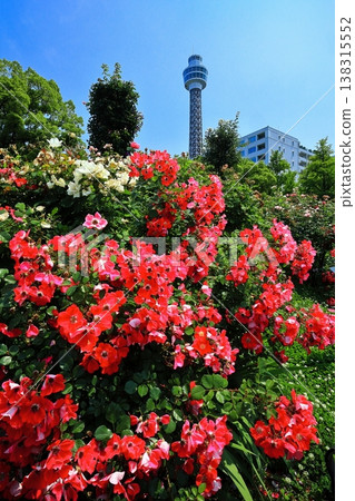 [Kanagawa Prefecture] Roses in Yamashita Park and Yokohama Marine Tower 138315552