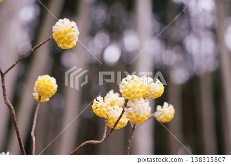 The raw material for washi paper: Mitsumata flower (Mitsumata), March/April, image of spring. The raw material for washi paper: Mitsumata flower (Mitsumata), March/April, image of spring. 138315807