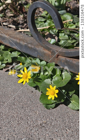 Yellow wildflowers growing beside a rusty metal hook on a concrete surface, with green leaves and additional plants visible in the background Yellow wildflowers growing beside a rusty metal hook on a concrete surface, with green leaves and additional plants visible in the background 138316478