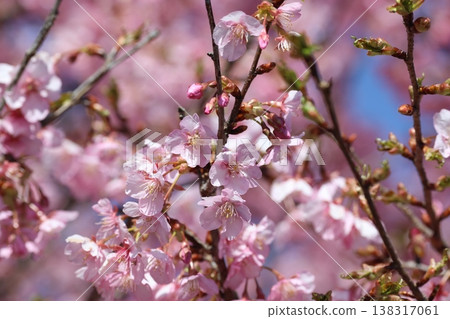 閃耀在藍天的櫻花 138317061