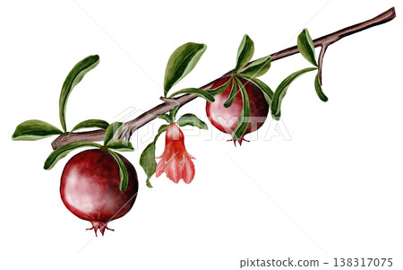 Branch pomegranates, flowers and leaves watercolor illustration. Realistic botanical illustration on a white background. Perfect for packaging design, organic cosmetics, invitations, and wellness Branch pomegranates, flowers and leaves watercolor illustration. Realistic botanical illustration on a white background. Perfect for packaging design, organic cosmetics, invitations, and wellness 138317075