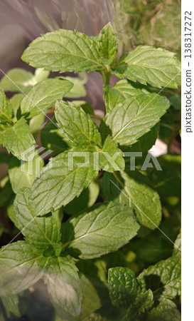 Fresh green mint leaves with textured surfaces and vibrant coloration, growing in a garden setting under natural sunlight, showcasing healthy foliage and rich green hues Fresh green mint leaves with textured surfaces and vibrant coloration, growing in a garden setting under natural sunlight, showcasing healthy foliage and rich green hues 138317272