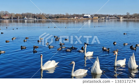 Group of white swans and various ducks swimming in a calm lake with clear blue water and a distant shoreline of trees and buildings under a bright sky Group of white swans and various ducks swimming in a calm lake with clear blue water and a distant shoreline of trees and buildings under a bright sky 138317274