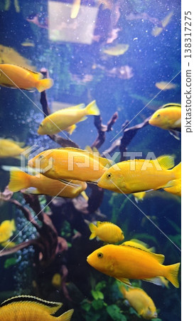 School of vibrant yellow cichlid fish swimming in a freshwater aquarium with aquatic plants and driftwood creating a natural habitat environment 138317275