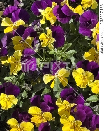 Pansy which blooms in the flower bed 138317528