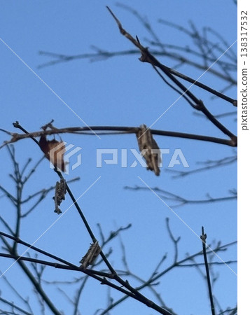 A bagworm perched on a branch against a blue sky. 138317532