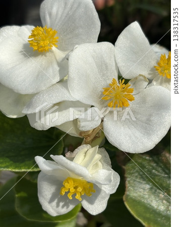 秋海棠白花 秋海棠白花 138317535