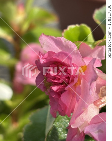 Pink Begonia Pink Begonia 138317536