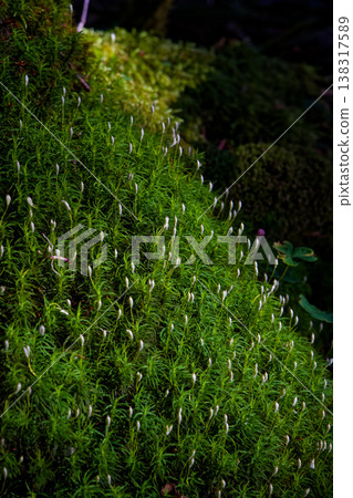 八岳北部，紐山與中山之間原始森林中的苔蘚 138317589