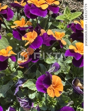 Colorful pansy 138317774