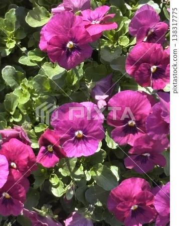 紅三色堇 138317775