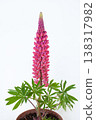 Potted pink lupine 138317982