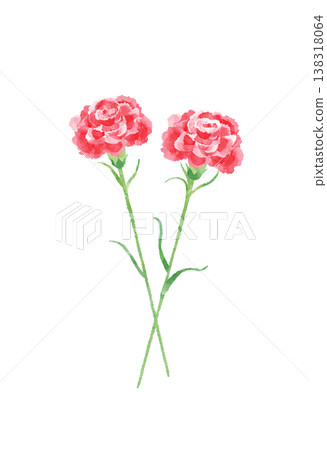 Carnations, red and pink, set of different colors, watercolor style, cute, stylized, perfect for Mother's Day, appreciation, celebrations, or illustrations. 138318064