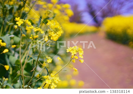 陽光明媚的春日，一條步行小徑兩旁開滿了金黃色的油菜花。 138318114