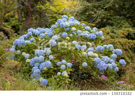 Light blue bigleaf hydrangea bush in sunny woodland garden 138318182