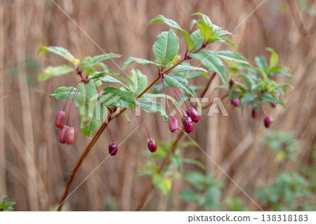 Fuchsia berries with glossy purple fruits and green leaves on soft autumn background 138318183