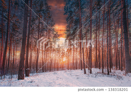 Sunset Sunrise Sun Sunshine In Sunny Winter Snowy Coniferous Forest. Sunlight Through Woods In Winter Forest Landscape. 138318201