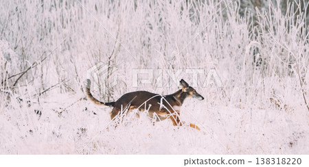 Dog running through tall frosted grass in a winter landscape. Hunting Sighthound Hortaya Borzaya Dog During Hare-hunting At Winter Day In Snowy Field 138318220