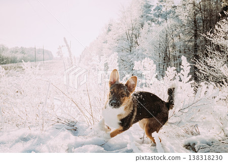 Puppy Of Mixed Breed Dog Playing In Snowy Forest In Winter Day Puppy Of Mixed Breed Dog Playing In Snowy Forest In Winter Day 138318230