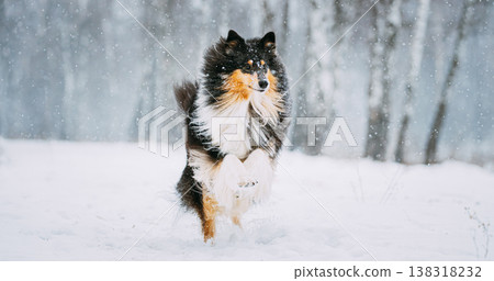 Funny Young Shetland Sheepdog, Sheltie, Collie Playing Outdoor In Snow, Winter Season. Playful Pet Outdoors Funny Young Shetland Sheepdog, Sheltie, Collie Playing Outdoor In Snow, Winter Season. Playful Pet Outdoors 138318232