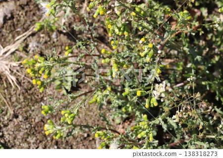 千里光(Senecio vulgaris)的花朵小巧、黃色、管狀,在早春花園中盛開。 千里光(Senecio vulgaris)的花朵小巧、黃色、管狀,在早春花園中盛開。 138318273