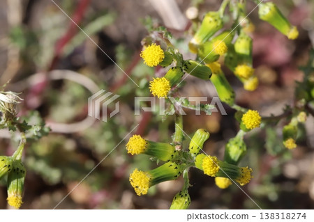 千里光(Senecio vulgaris)的花朵小巧、黃色、管狀,在早春花園中盛開。 千里光(Senecio vulgaris)的花朵小巧、黃色、管狀,在早春花園中盛開。 138318274