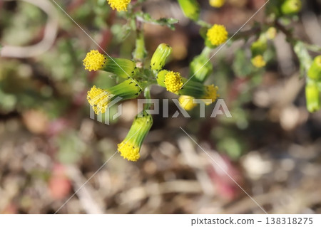 千里光（Senecio vulgaris）的花朵小巧、黃色、管狀，在早春花園中盛開。 138318275