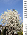 Vertical image of a white magnolia tree against a blue sky. 138318285