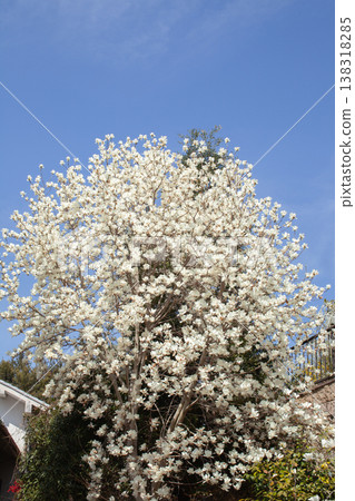 Vertical image of a white magnolia tree against a blue sky. 138318285