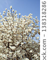 Vertical image of a white magnolia tree against a blue sky. 138318286