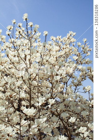 Vertical image of a white magnolia tree against a blue sky. 138318286