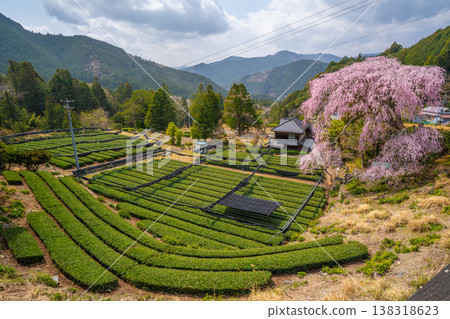 栃澤的垂枝櫻花與茶園:靜岡縣的春天 栃澤的垂枝櫻花與茶園:靜岡縣的春天 138318623