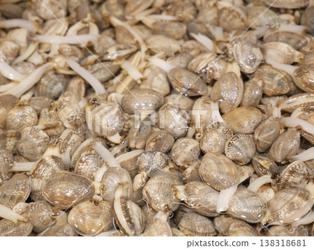 市場的海瓜子04 市場的海瓜子04 138318681