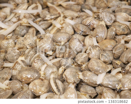 市場的海瓜子03 138318682