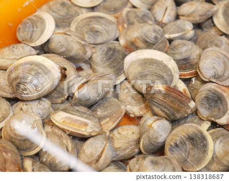 市場的牛奶貝02 市場的牛奶貝02 138318687